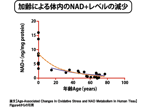 加齢による胎内のNAD＋レベルの減少